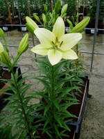 [1643 Courier No02.JPG]